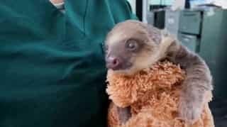 Colombian authorities nurture orphan baby sloth rescued by firefighters