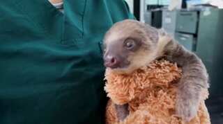Colombian authorities nurture orphan baby sloth rescued by firefighters