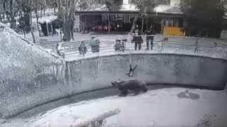 Video: Mother throws her 3-year-old daughter into bear enclosure at Tashkent Zoo