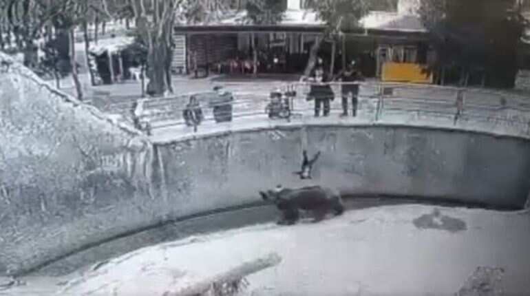 Video: Mother throws her 3-year-old daughter into bear enclosure at Tashkent Zoo