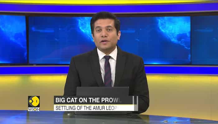 Amur leopard spotted for the first time in 50 years