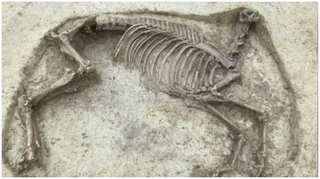 Burial of headless horse alongside a man creates mystery