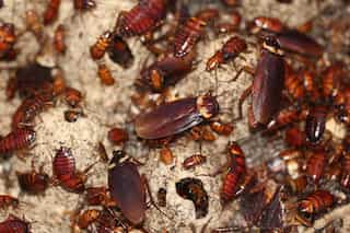 US zoos continue the Valentine’s Day tradition of naming cockroaches after exes 