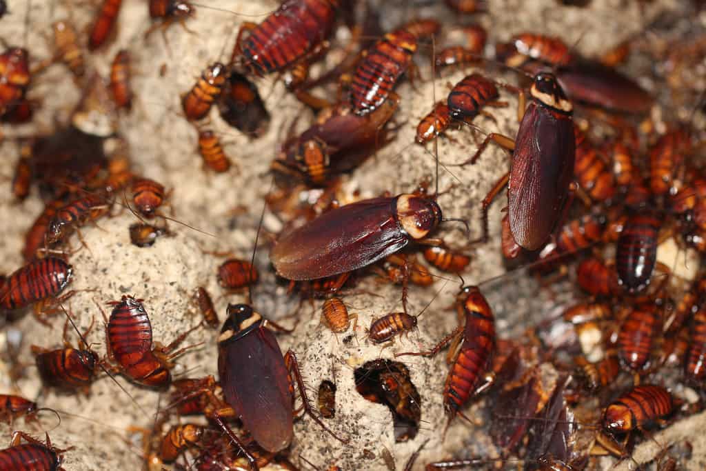 Rs 1,50,000 for living with 100 cockroaches. Are you interested?
