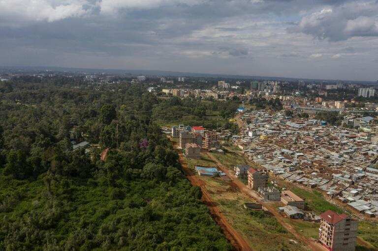 United Nations condemns Kenya's proposal to weaken forest protection