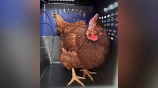 Security breach reported near Pentagon in US. But no need to worry  