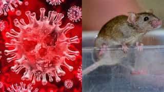 Omicron variant originated from mice, say Chinese scientists. Is the narrative changing continuously?  