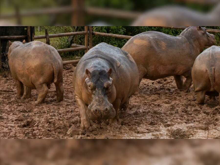 End of the road in Colombia for Escobar's 'cocaine' hippos?