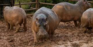 End of the road in Colombia for Escobar's 'cocaine' hippos?