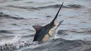 Police case filed against fish for killing fisherman in India’s Visakhapatnam