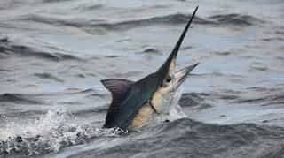 Police case filed against fish for killing fisherman in India’s Visakhapatnam