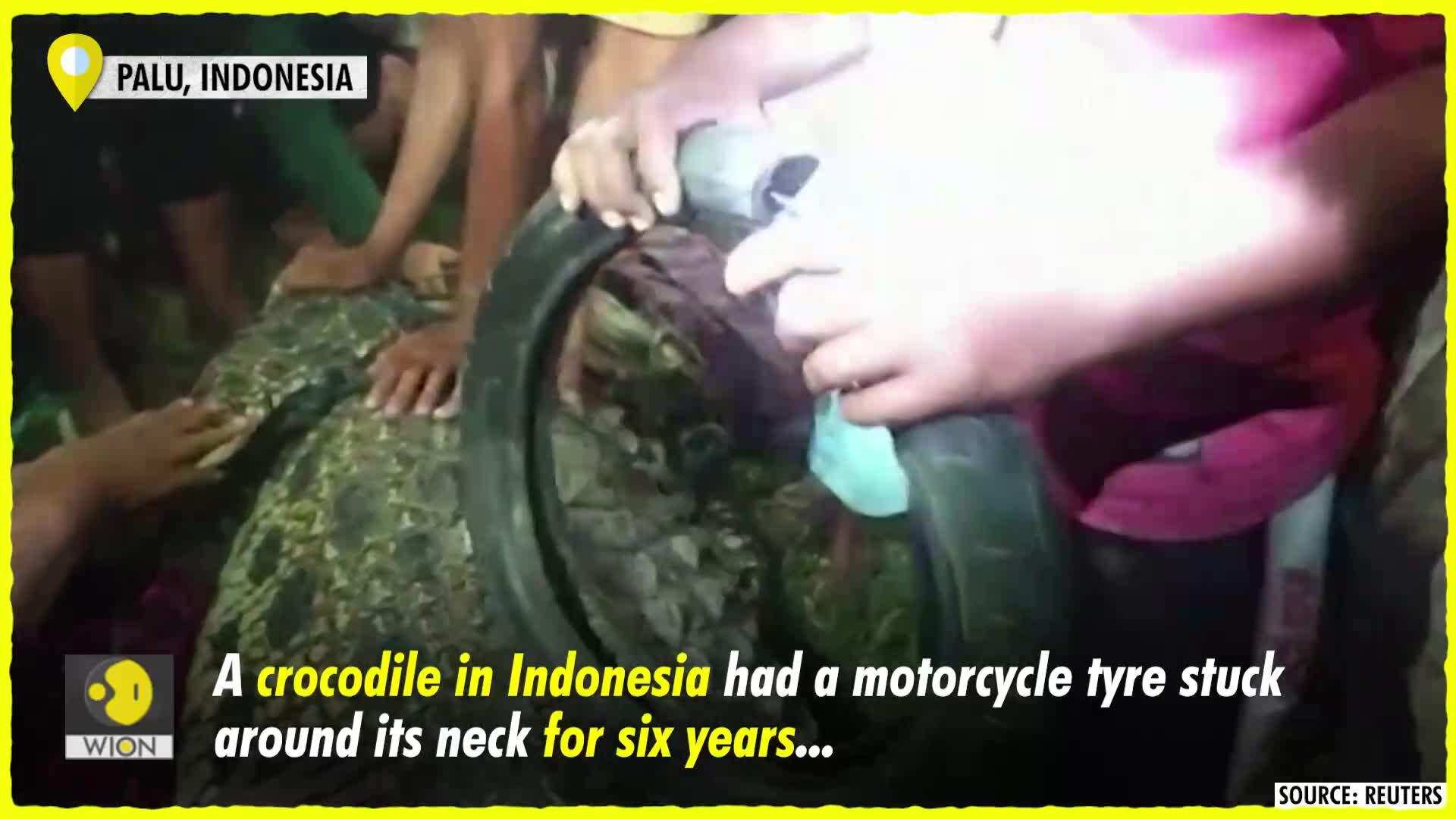Indonesia Crocodile with tire around its neck for six years finally(02)