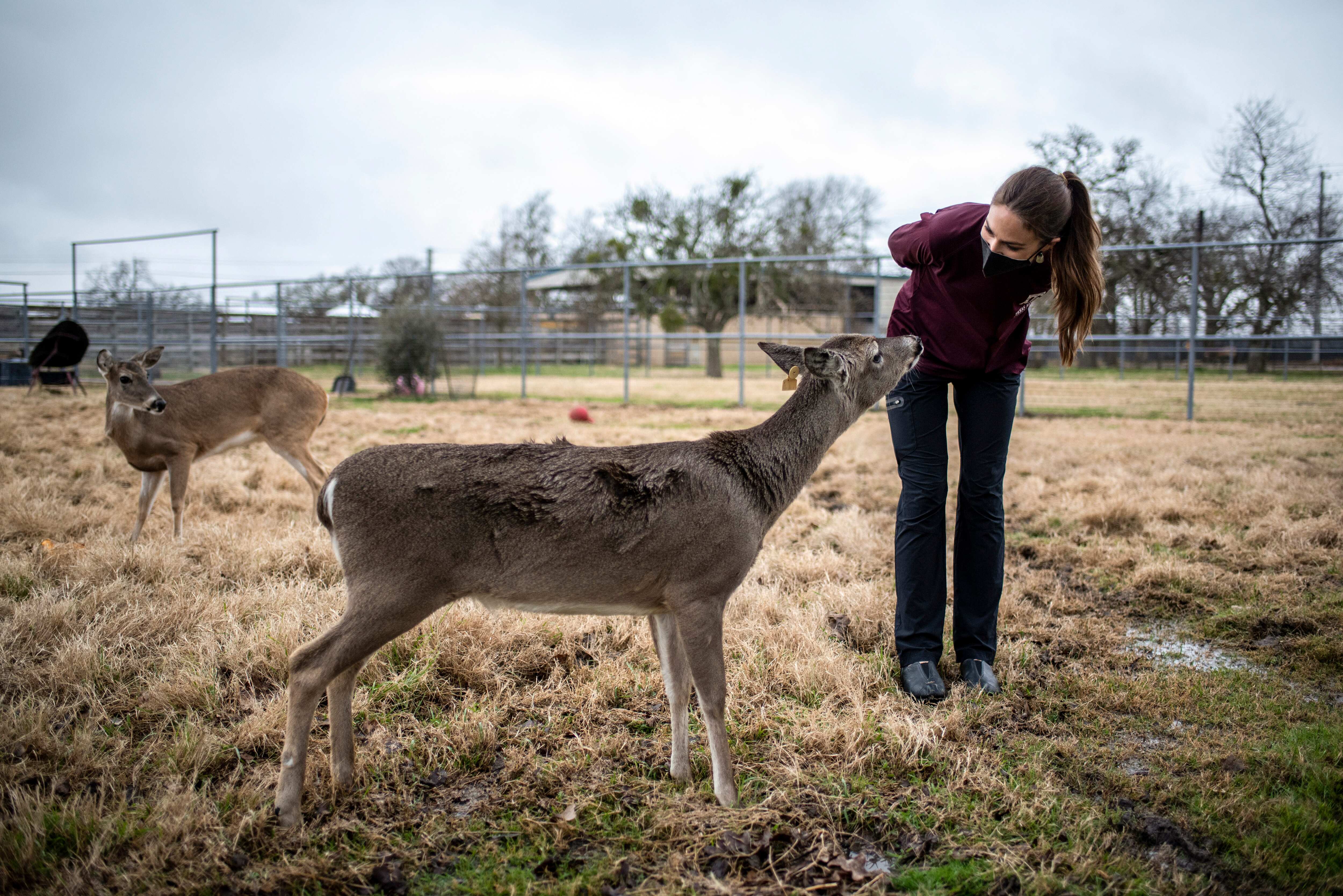 New York deer infected with Omicron, study finds New York deer infected with Omicron, study finds