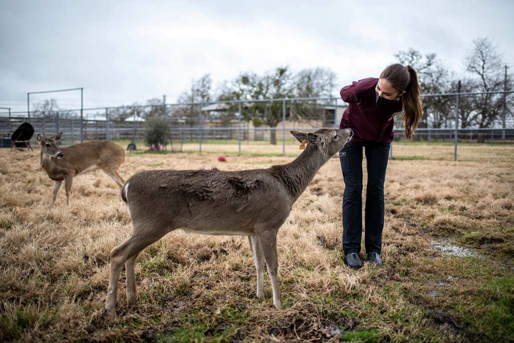 New York deer infected with Omicron, study finds