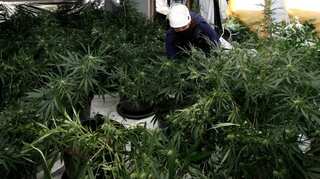 UK: Rotherham experiencing power cuts as too many cannabis farms are stealing electricity