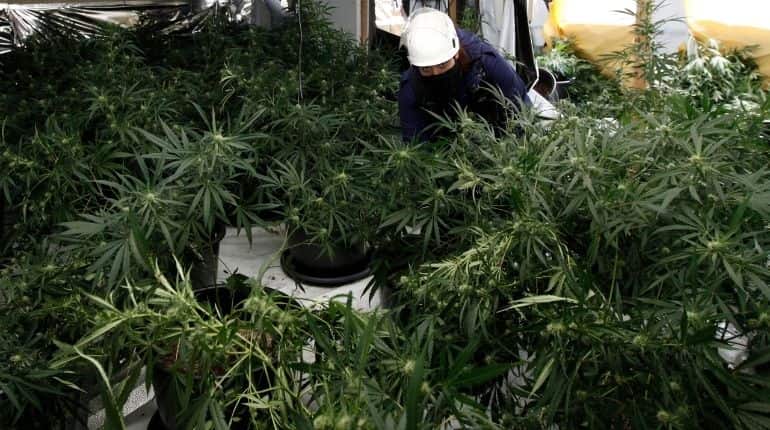 Germany set to legalise cannabis for recreational use, says health minister