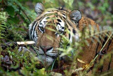 Researchers seek pugmarks as large scale census of Amur tiger underway in Russia