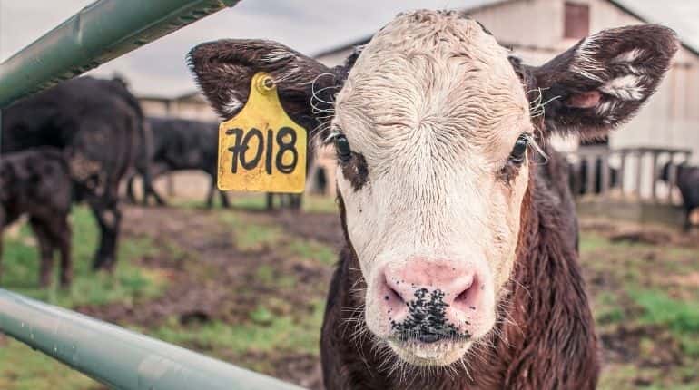 Reduced meat consumption, livestock & more; here is what the WWF recommends for curbing greenhouse emissions Reduced meat consumption, livestock & more; here is what the WWF recommends for curbing greenhouse emissions