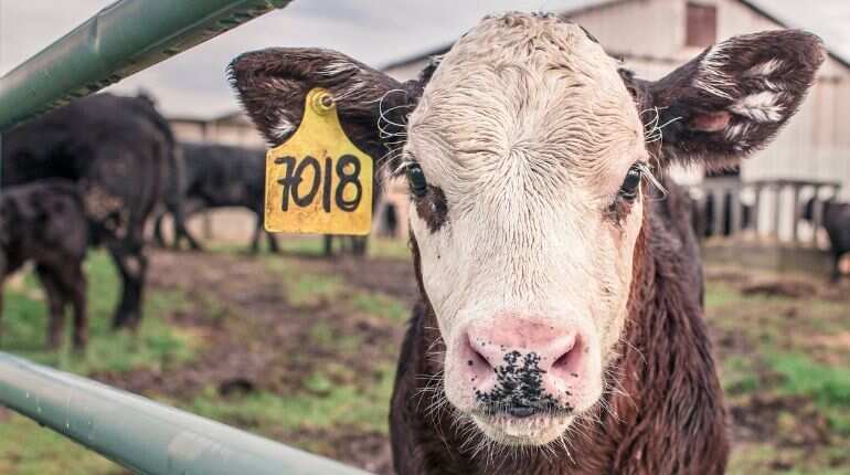 Reduced meat consumption, livestock & more; here is what the WWF recommends for curbing greenhouse emissions