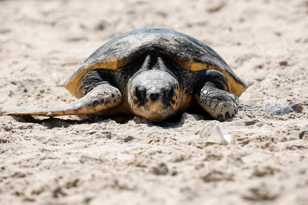 Turtles dying from eating plastic trash in UAE