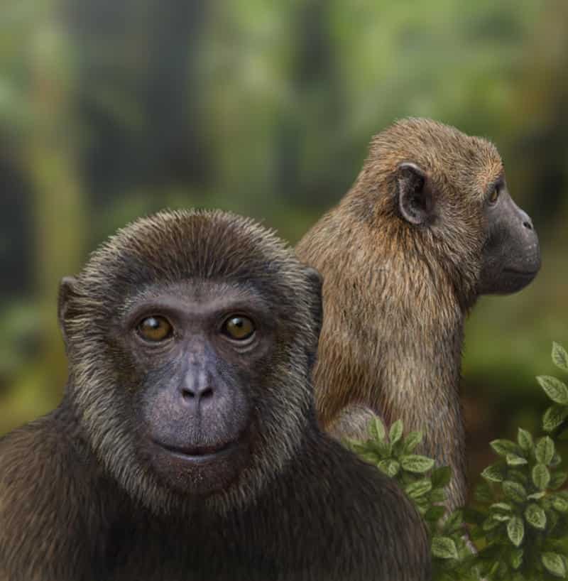 This Swizz region is trying to pass law for primates to enjoy 'human' rights This Swizz region is trying to pass law for primates to enjoy 'human' rights