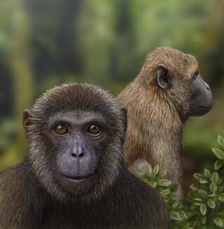 This Swizz region is trying to pass law for primates to enjoy 'human' rights