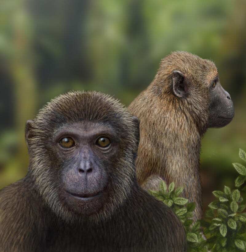 This Swizz region is trying to pass law for primates to enjoy 'human' rights