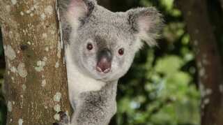 Toppled off of 'knife edge': Australia's famous Koala is now an 'endangered' animal
