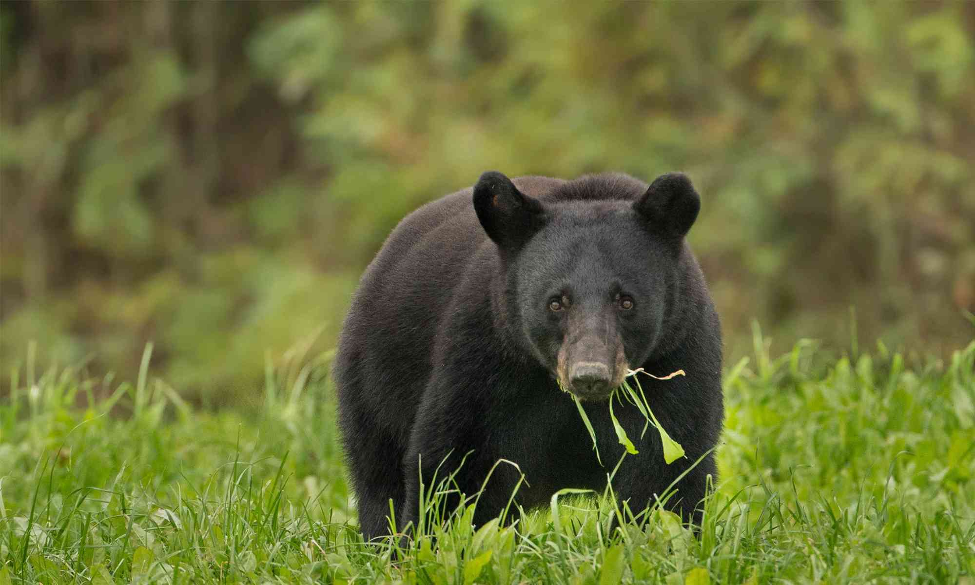 Man takes aim at bear, accidentally shoots dead brother, then kills himself Man takes aim at bear, accidentally shoots dead brother, then kills himself