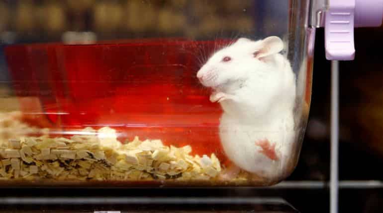 Switzerland to vote on becoming first nation to ban animal testing Switzerland to vote on becoming first nation to ban animal testing