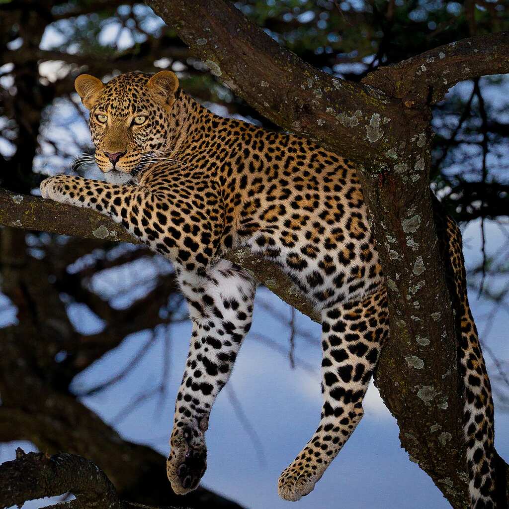 Pakistan: Two leopards rescued from poachers