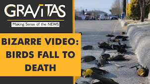 Gravitas: Why hundreds of birds fell to death in Mexico