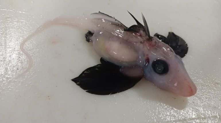 Researchers make surprising discovery of ultra-rare baby ghost shark Researchers make surprising discovery of ultra-rare baby ghost shark