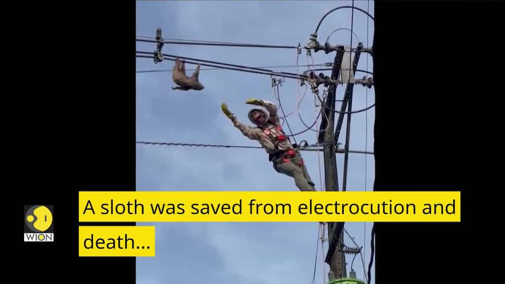 Sloth climbs up electrical pole, watch how electrician saves it
