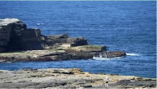 Sydney officials on hunt for ‘giant’ white shark that ‘ate’ swimmer