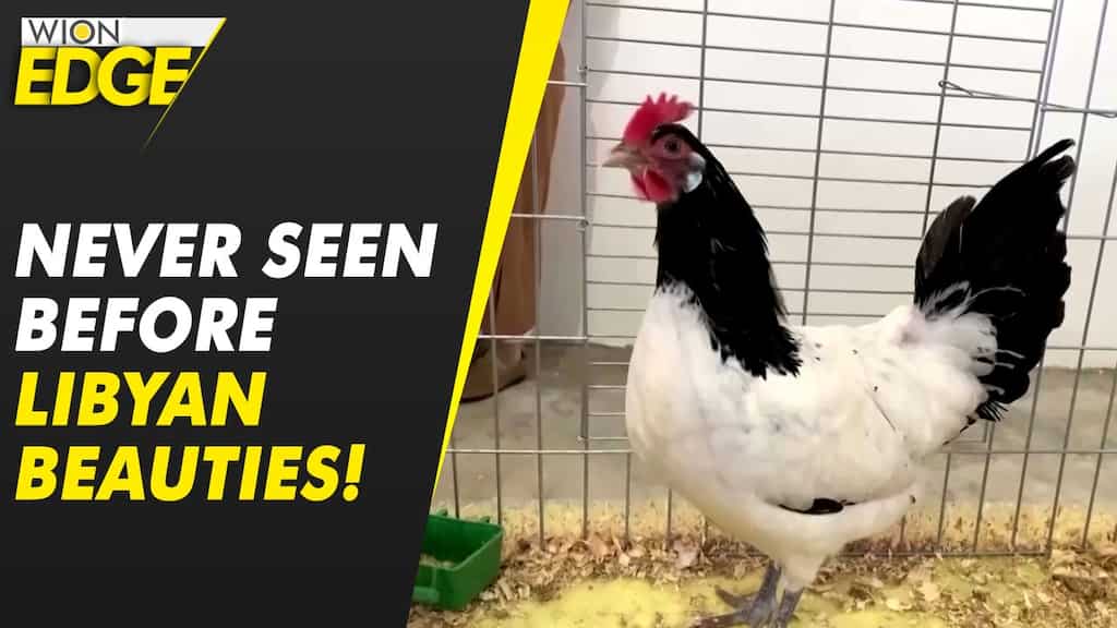 Libya holds first-ever beauty pageant for chickens