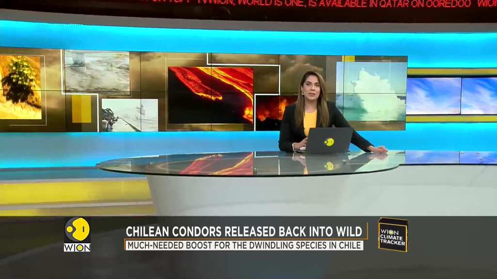 Two rescued Chilean condors released back into wild