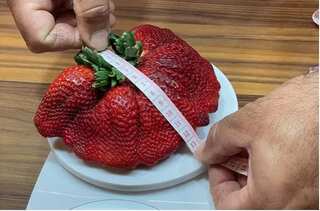 At 289 grams, Israeli strawberry breaks Guinness record as the world’s heaviest