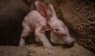 It's a girl! UK zoo announces birth of aardvark; gives it name inspired by 'Harry Potter'