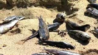 Watch | Thousands of dead fish wash up on a beach in Chile