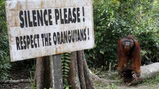 Fears for orangutans' future heightens amid shift in Indonesia's capital