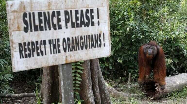 Fears for orangutans' future heightens amid shift in Indonesia's capital