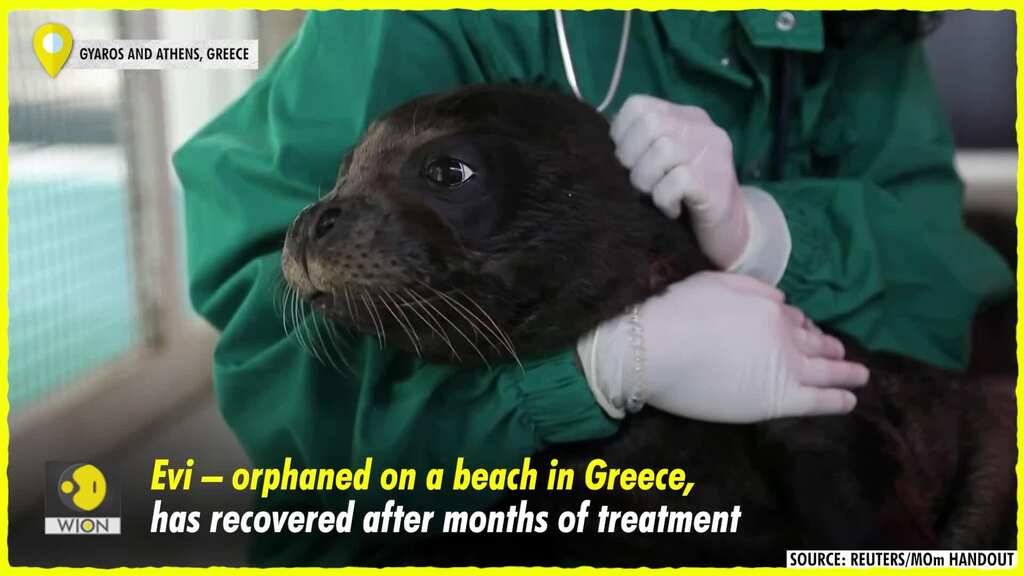 Watch: Endangered seal recovers after months of treatment, released in sea
