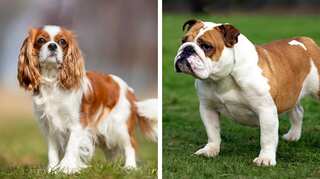 Norway court bans breeding of Cavalier King Charles Spaniels, British bulldogs