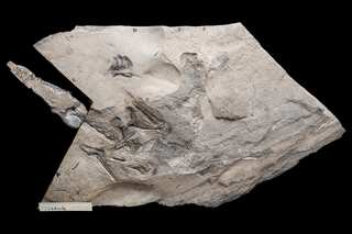 Remains of world's largest pterosaur from Jurassic period found in Scotland, leaving scientists astounded