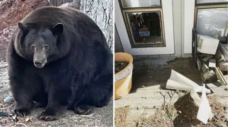 California police is looking for this 500-pound notorious bear for breaking into homes California police is looking for this 500-pound notorious bear for breaking into homes