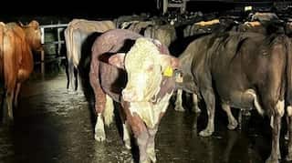 No bull: New Zealand bovine rides raging floodwaters