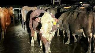 No bull: New Zealand bovine rides raging floodwaters