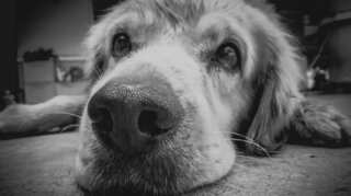 Study says that dogs also mourn the loss of a companion