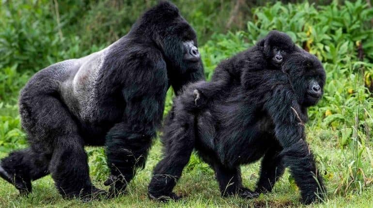 When people take pandemic precautions, gorillas breathe easier When people take pandemic precautions, gorillas breathe easier